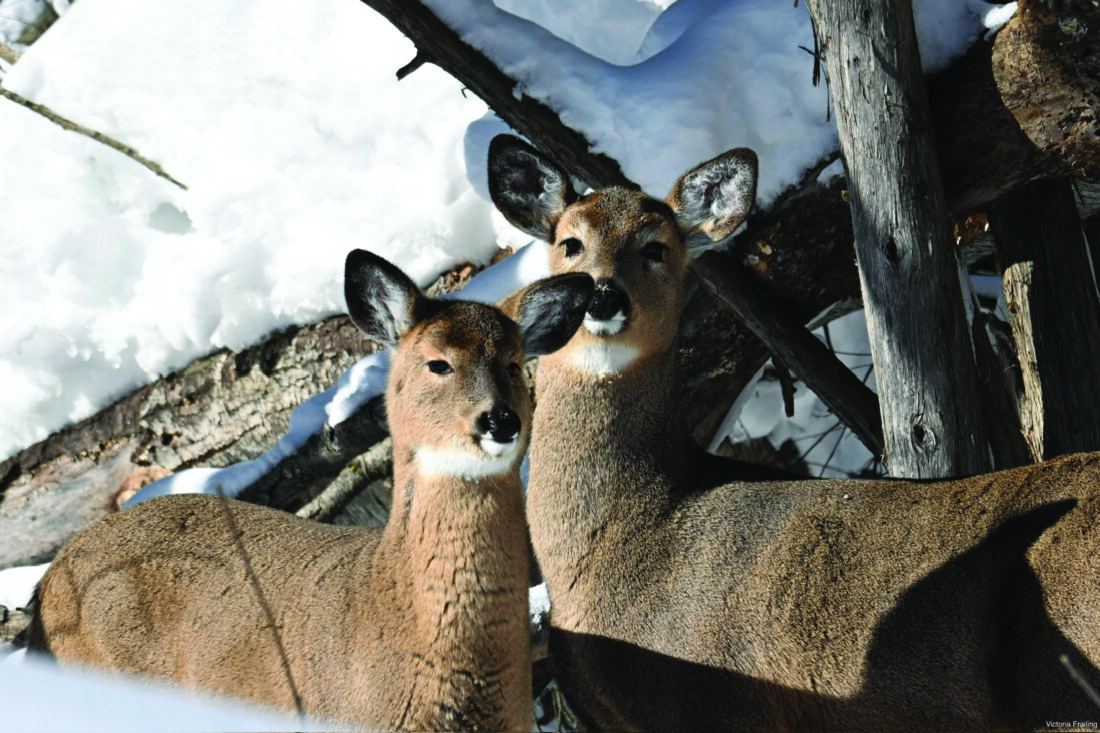 Braving chilly temperatures